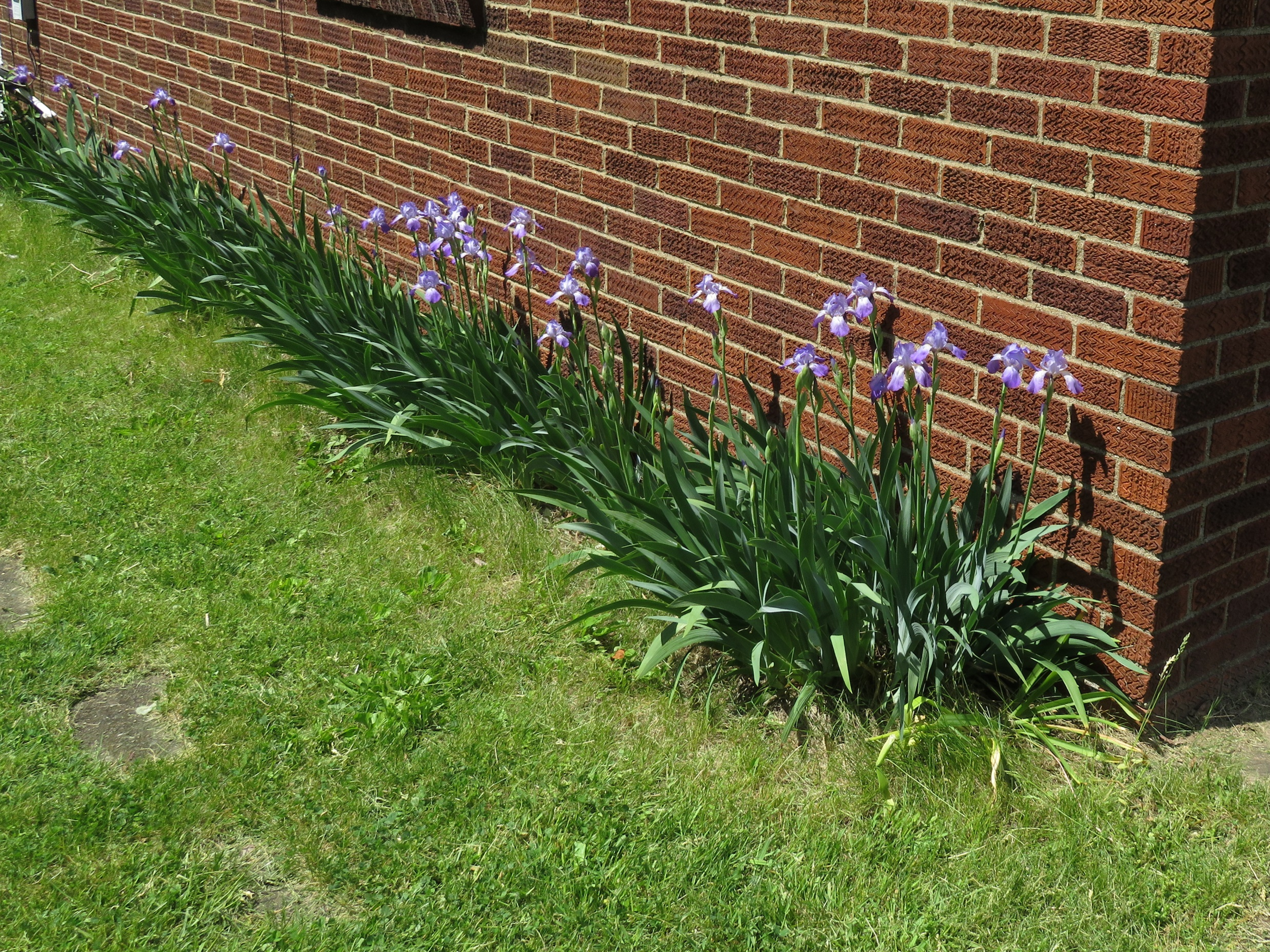 Garden irises